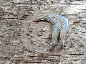 The Vietnamese whiteleg shrimp, Litopenaeus vannamei