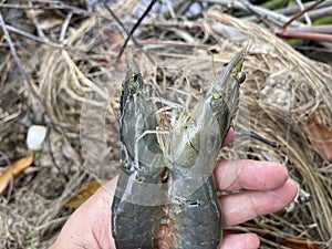Vietnamese whiteleg shrimp, Penaeus vannamei a dominate shrimp in Vietnam