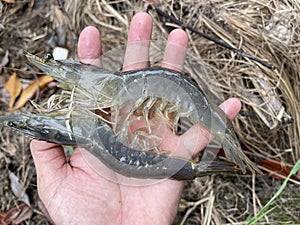 Vietnamese whiteleg shrimp, Penaeus vannamei a dominate shrimp in Vietnam photo