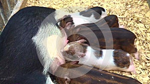 Vietnamese wild boar pig. Newborn piglets sucking sow milk Piglets lie on the straw. Pigs near the sow. The piglets are