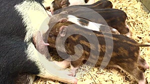 Vietnamese wild boar pig. Newborn piglets sucking sow milk Piglets lie on the straw. Pigs near the sow. The piglets are