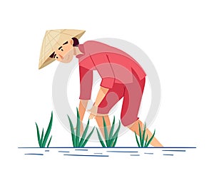 Vietnamese Woman Farmer in Straw Conical Hat Picking Rice Crop in Watery Ground Vector Illustration