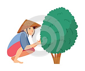 Vietnamese Woman Farmer in Straw Conical Hat Sitting and Picking Tea Leaves Vector Illustration