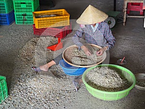 Vietnamese woman in traditional hat trilling dried fish