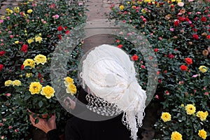 Vietnamese woman with white hair sit among roses garden