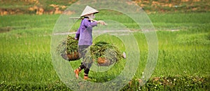 Vietnamese Woman at Work in Ricefield photo