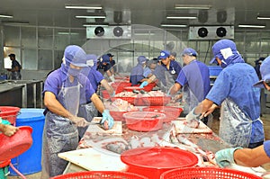Vietnamese workers are filleting pangasius fish in a seafood processing plant in the mekong delta