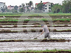 Vietnamese workers plant rice in the flooded field, hard work in central Vietnam