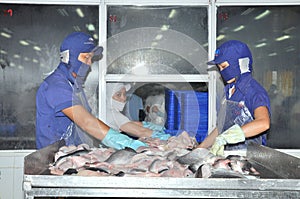 Vietnamese workers are sorting pangasius fish after cutting in a seafood processing plant in the mekong delta