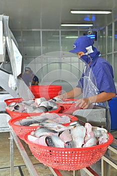 Vietnamese workers are sorting pangasius fish after cutting in a seafood processing plant in the mekong delta