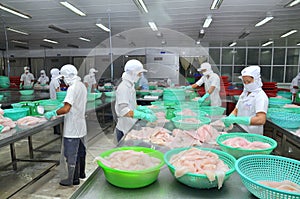 Vietnamese workers are sorting pangasius fish after filleting in a seafood processing plant in the mekong delta