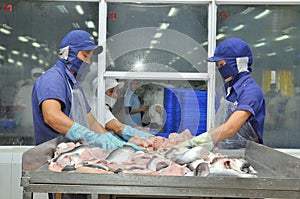 Vietnamese workers are sorting pangasius fish after filleting in a seafood processing plant in the mekong delta