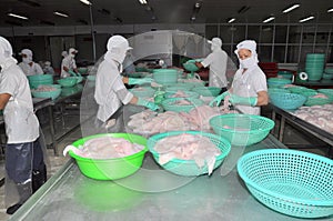 Vietnamese workers are sorting pangasius fish after filleting in a seafood processing plant in the mekong delta