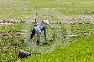 Vietnamese working in a rice field