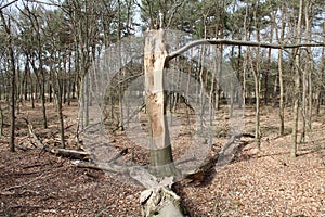 Broken Tree photo