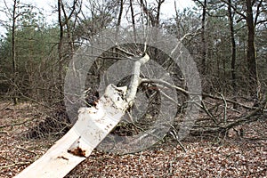 Fallen Tree photo