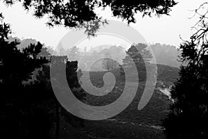 vieuw from of the tree