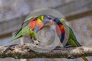 View of 2 colored dwarf parrots, which stand beak to beak on a tree branch.