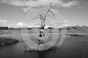 Dead Tree - Regeneration of Former Opencast Site photo
