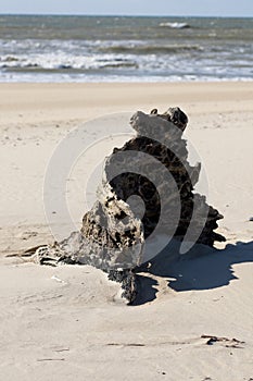 stump on the beach