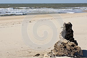 stump on the beach