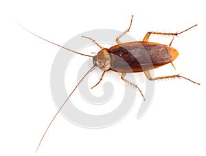 View from above of American cockroach.