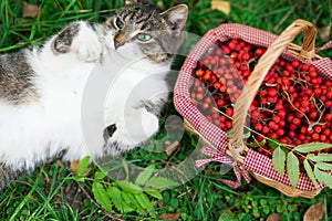View from above. beautiful black-white cat lies on the grass near a wicker basket with rowan berries