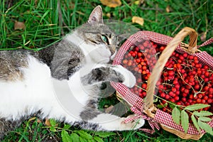 View from above. beautiful black-white cat lies on the grass near a wicker basket with rowan berries
