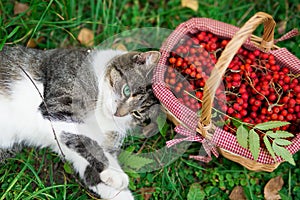 View from above. beautiful black-white cat lies on the grass near a wicker basket with rowan berries