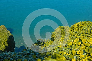 View from above on blue colorful bright black sea and green bushes as summer subtropical sunny landscape in Batumi botanical