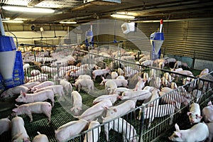 View from above of a breeding pig farm inside