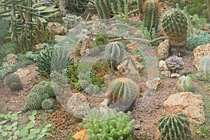 view from above on cactuses and succulents