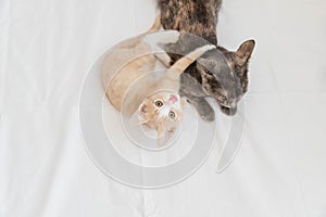 View from above a cat and a kitten on a white background. A small red kitten hugs a gray cat and lies on a white bed