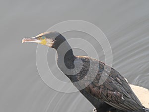 View from above on a cormorant sitting on a concrete platform at the water\'s edge photo