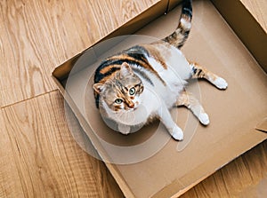 View from above of curious beautiful cat with green eyes resting playing in a