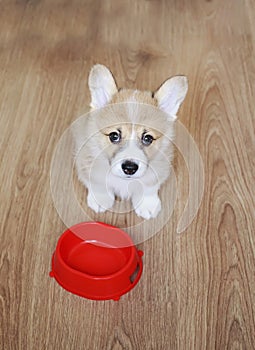 View from above on a cute funny home puppy standing on the kitchen floor next to empty bowl and asks to feed him