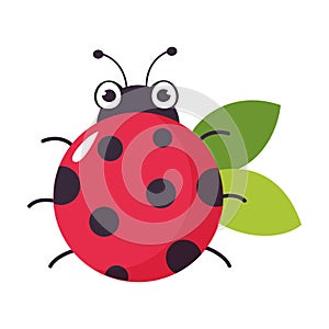 View from above of cute ladybug. Funny little ladybird insect cartoon vector illustration