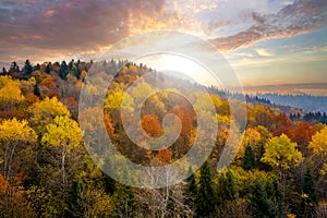 View from above of dense pine forest with canopies of green spruce trees and colorful yellow lush canopies in autumn mountains at