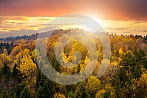 View from above of dense pine forest with canopies of green spruce trees and colorful yellow lush canopies in autumn mountains at