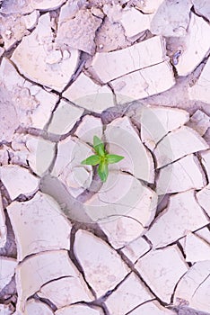 View from above. Drought cracked land. Juicy green sprout. The concept of survival, resilience, recovery and recovery