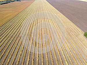 View from above field after harvest. Incredible landscapes and textures. The dug-up strips left by combines form geometric lines