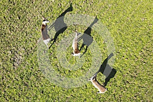 View from above of a flock of roe deer with shadows