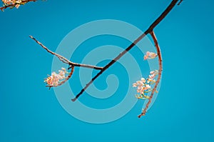 A view from above of flowers with a blue clear sky as a background photo