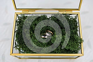 Glass box with golden brass edges filled with natural forest moss where two wedding bands are placed