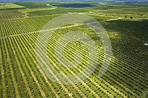 View from above of green farmlands with rows of orange grove trees growing on a sunny day in Florida