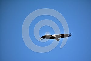 A view from above of a griffon vulture, wings wide open