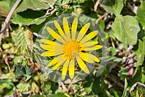 View from above of a Grindelia wildlfower
