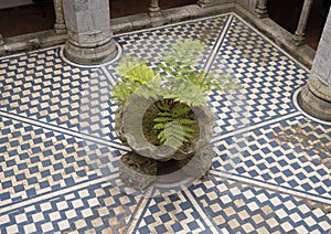 View from above of a male fern in a clamshell planter in Pena Palace in Sintra, Portugal.