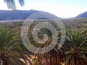 A view from above of the palm treesvalley an the mountains in the oasis of Figuig