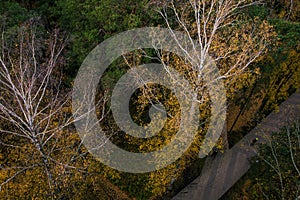 View from above of path in the autumn forest. Trees with yellow leaves